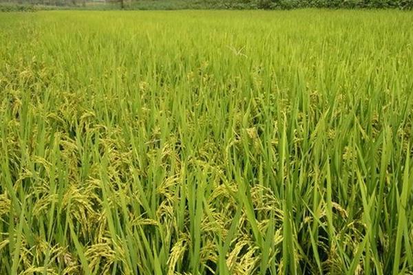 晶两优4952水稻种子简介，每亩插足基本苗6万以上