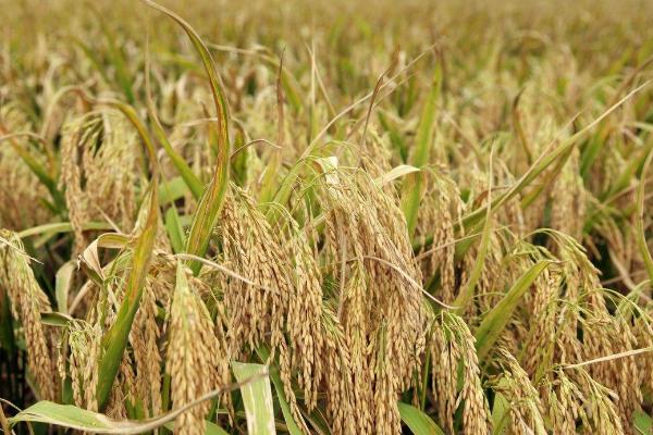 旌玉优秱珍水稻种子特征特性，秧田播种量每亩15公斤
