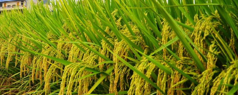 特优366水稻种子介绍，每亩有效穗数16.0万