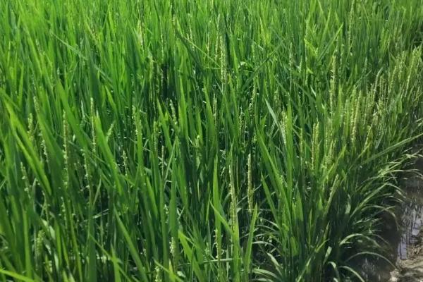 昌粳225水稻品种的特性，全生育期128.7天