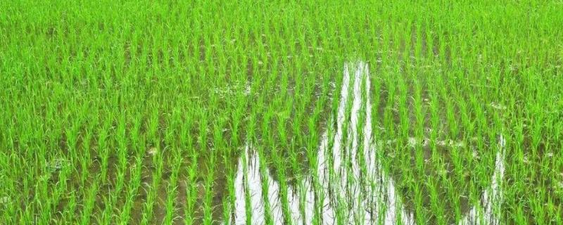 赣宁粳4号水稻品种的特性，6月25-30日播种