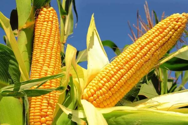 济玉1715玉米种子特征特性，适宜密度为每亩5000株左右