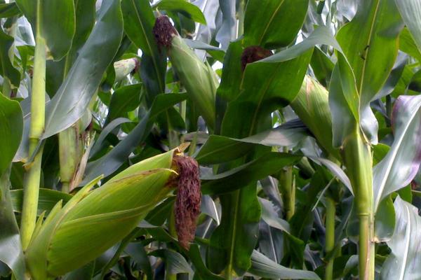 济玉1715玉米种子特征特性，适宜密度为每亩5000株左右