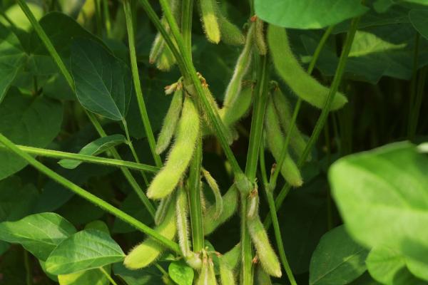 嘉豆16大豆品种的特性，适宜播期为6月10～25日