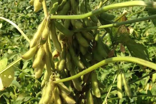 嘉豆16大豆品种的特性，适宜播期为6月10～25日