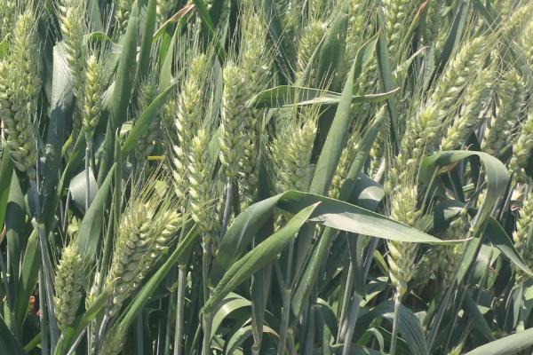 金粒11小麦品种的特性，适宜播种期10月上中旬