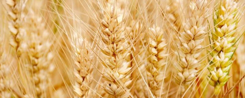 轮选177小麦种子特征特性，适宜播种期10月上中旬