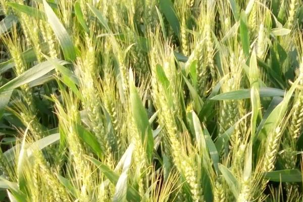 金粒11小麦品种的特性，适宜播种期10月上中旬
