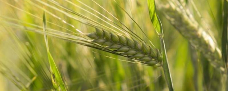 豫州黑麦1号小麦品种的特性，适宜播种期10月上中旬