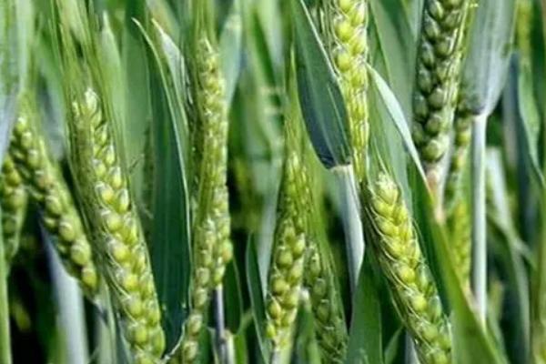 宛麦1326小麦品种的特性，弱春性品种