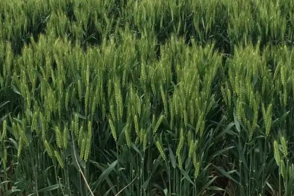 稷麦209小麦种简介，半冬性品种