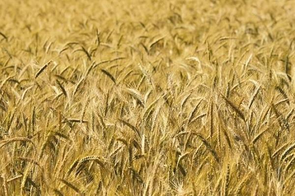 稷麦209小麦种简介，半冬性品种