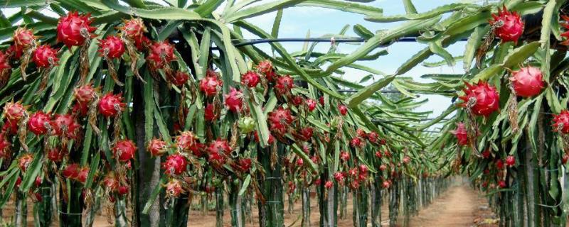 火龙果的栽培技术，一般采用柱式栽培