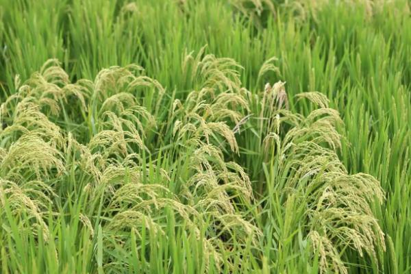 易两优华占水稻品种简介，属早熟籼型中稻品种
