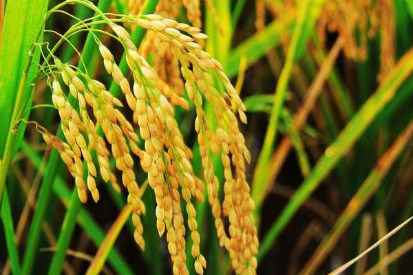 魅两优丝苗水稻种子介绍，鄂北4月下旬播种