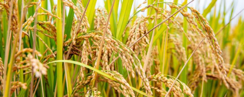 襄两优386水稻种子特征特性，属中熟籼型中稻品种