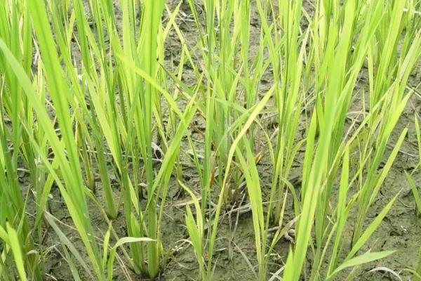 华两优2824水稻品种的特性，中抗白叶枯病