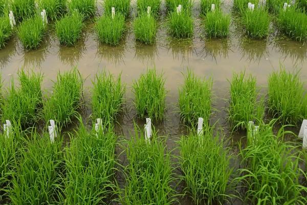 粤创优金丝苗水稻品种简介，早造全生育期121～123天