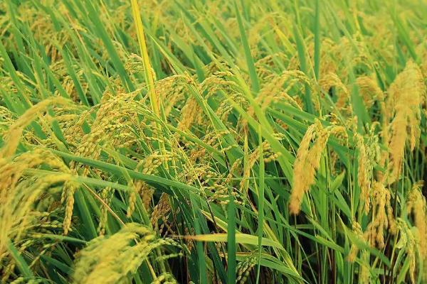 香龙优1826水稻种子介绍，早造全生育期124～127天