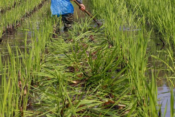 种植茭白的环境要求，温度要达到24℃左右