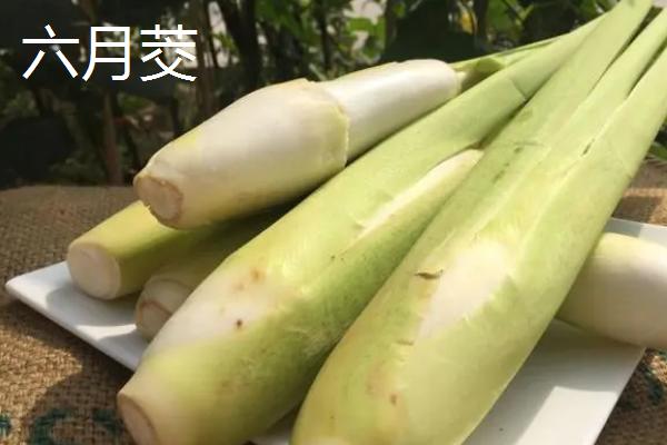 种植茭白的环境要求，温度要达到24℃左右