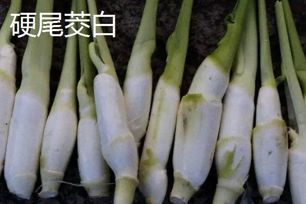 种植茭白的环境要求，温度要达到24℃左右