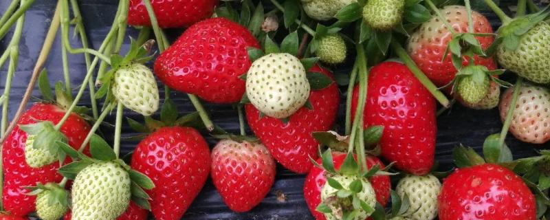 广东草莓最佳种植时间，立春时期和7-8月份均可种植