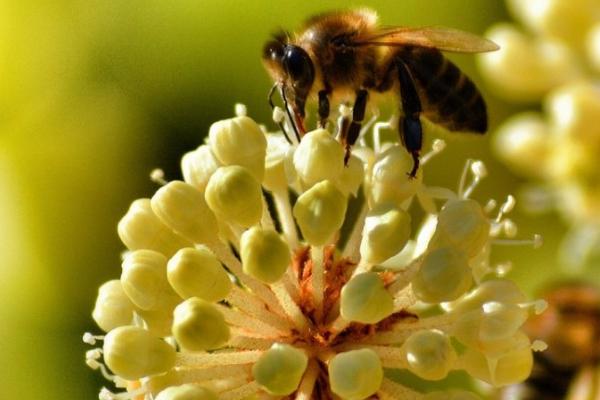 蜜蜂授粉相较于人工授粉的优缺点，蜜蜂授粉效率相较于人工授粉要更高