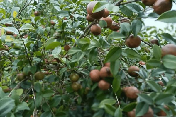 大果寒露2号油茶，为大果早花型品种