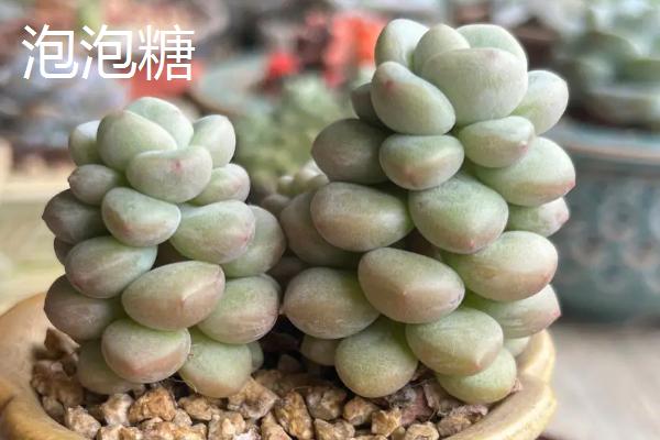 鱼子酱与洛可可、泡泡糖、达芙妮有什么区别，叶片、颜色不同