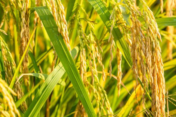 研究籼型杂交水稻有什么意义，可以解决我国人多粮少的问题