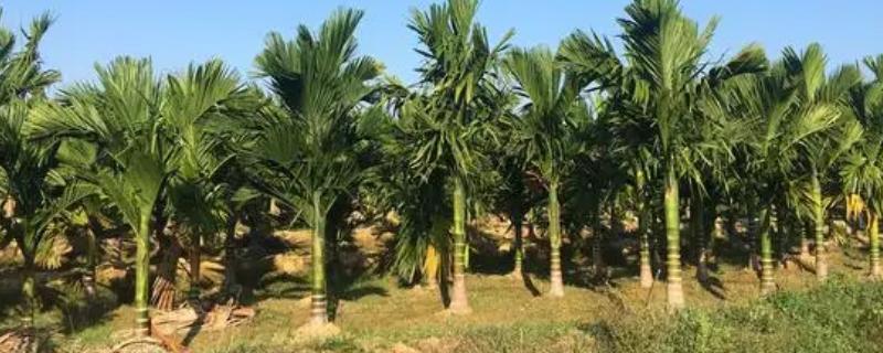 槟榔树怎么定植，在每年的3-4月份或者8-9月份进行