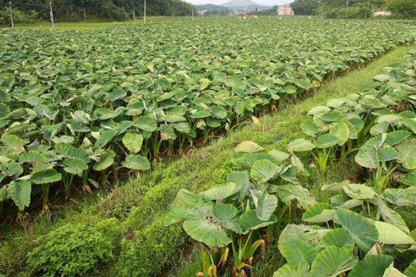 芋头的种植时间，一般在3月上中旬种植