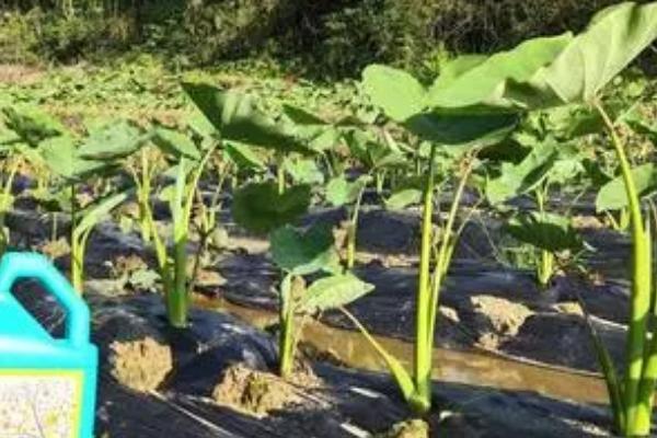 芋头的种植时间，一般在3月上中旬种植