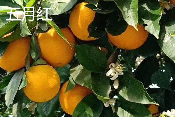 夏橙是夏季成熟的吗，属于夏季成熟的水果