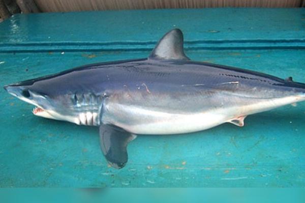 灰鲭鲨是什么鲨鱼,是游速最快的鲨鱼