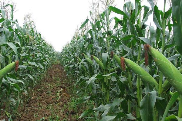 雅玉314玉米种子简介，适宜密度为每亩5000株左右