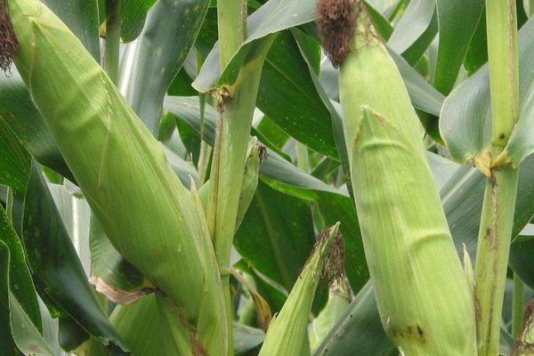雅玉314玉米种子简介，适宜密度为每亩5000株左右