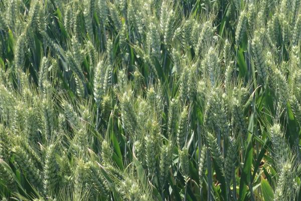 齐民23号小麦种子介绍，每亩基本苗15万左右