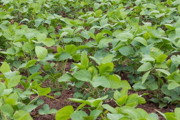 天辰6号大豆品种的特性，适宜播期为6月5～20日