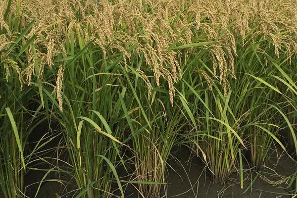 矮丰80水稻品种简介，属中晚熟粳稻品种