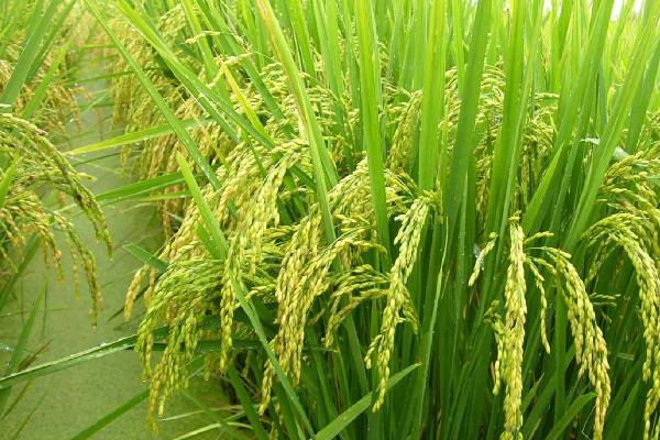 珍粳895水稻品种简介，表现中抗
