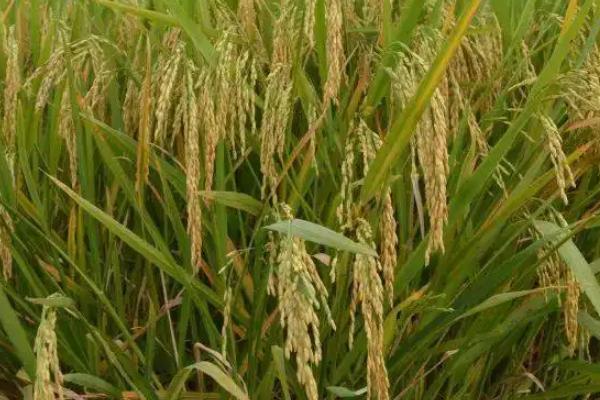 珍粳895水稻品种简介，表现中抗