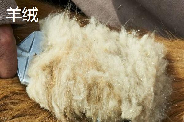 羊绒的种类，从颜色上可分为白绒、青绒和紫绒