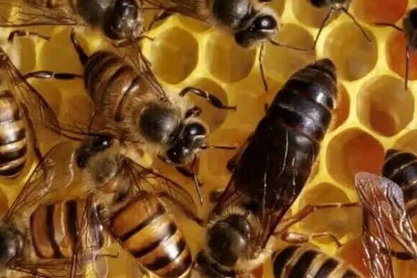 蜂王在蜂群里面的作用，主要作用是产卵繁殖