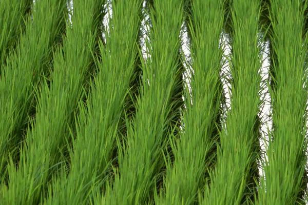 10香优龙丝苗水稻品种的特性，全生育期晚稻115.3天