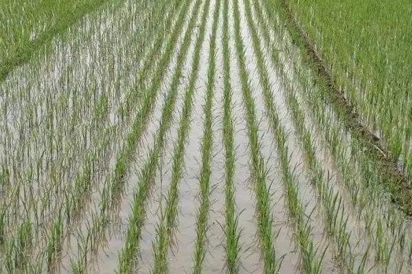 百香优纳丝水稻种子简介，孕穗期每亩施钾肥5～10千克