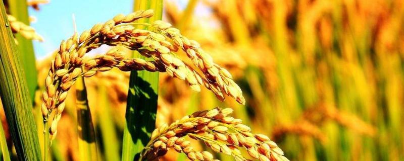旱优796水稻种简介，3月下旬至4月初播种