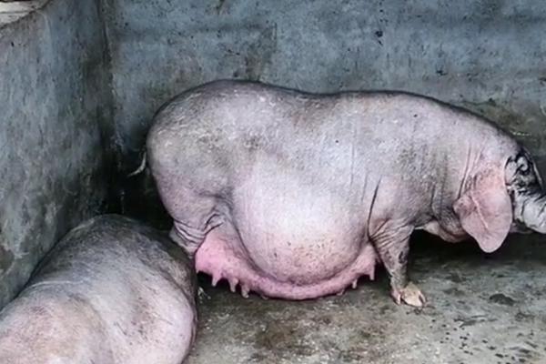太湖母猪的外观，全身被毛呈黑色、额部和后驱有深密的皱褶