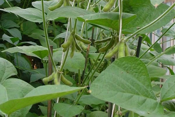 贡夏豆15大豆种子特点，花荚期注意防治豆荚螟及鼠害